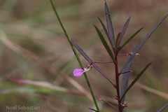 Hybanthus travancoricus